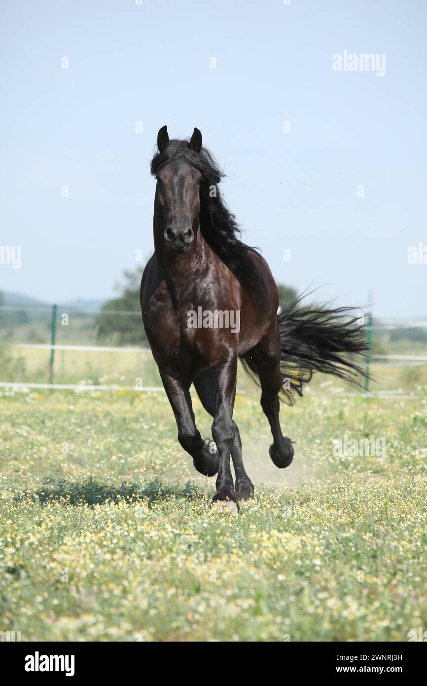 Étonnante jument frisonne qui court sur le pâturage en été Banque D'Images