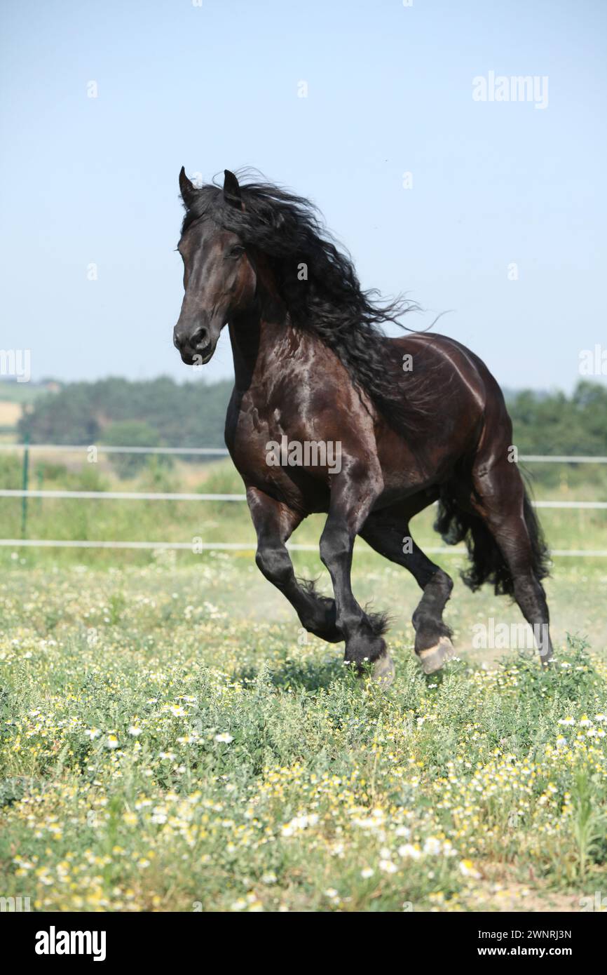 Étonnante jument frisonne qui court sur le pâturage en été Banque D'Images