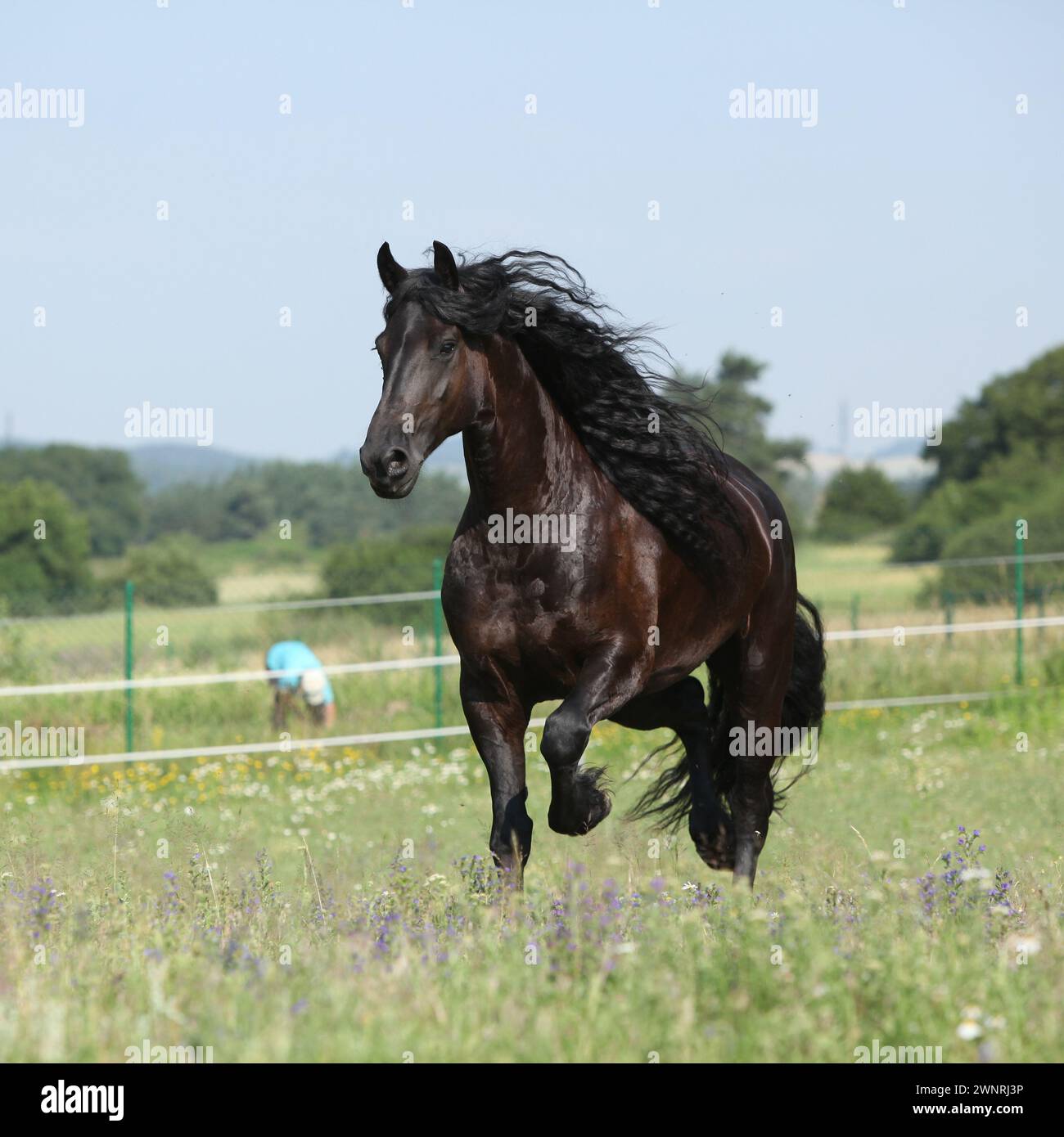 Étonnante jument frisonne qui court sur le pâturage en été Banque D'Images
