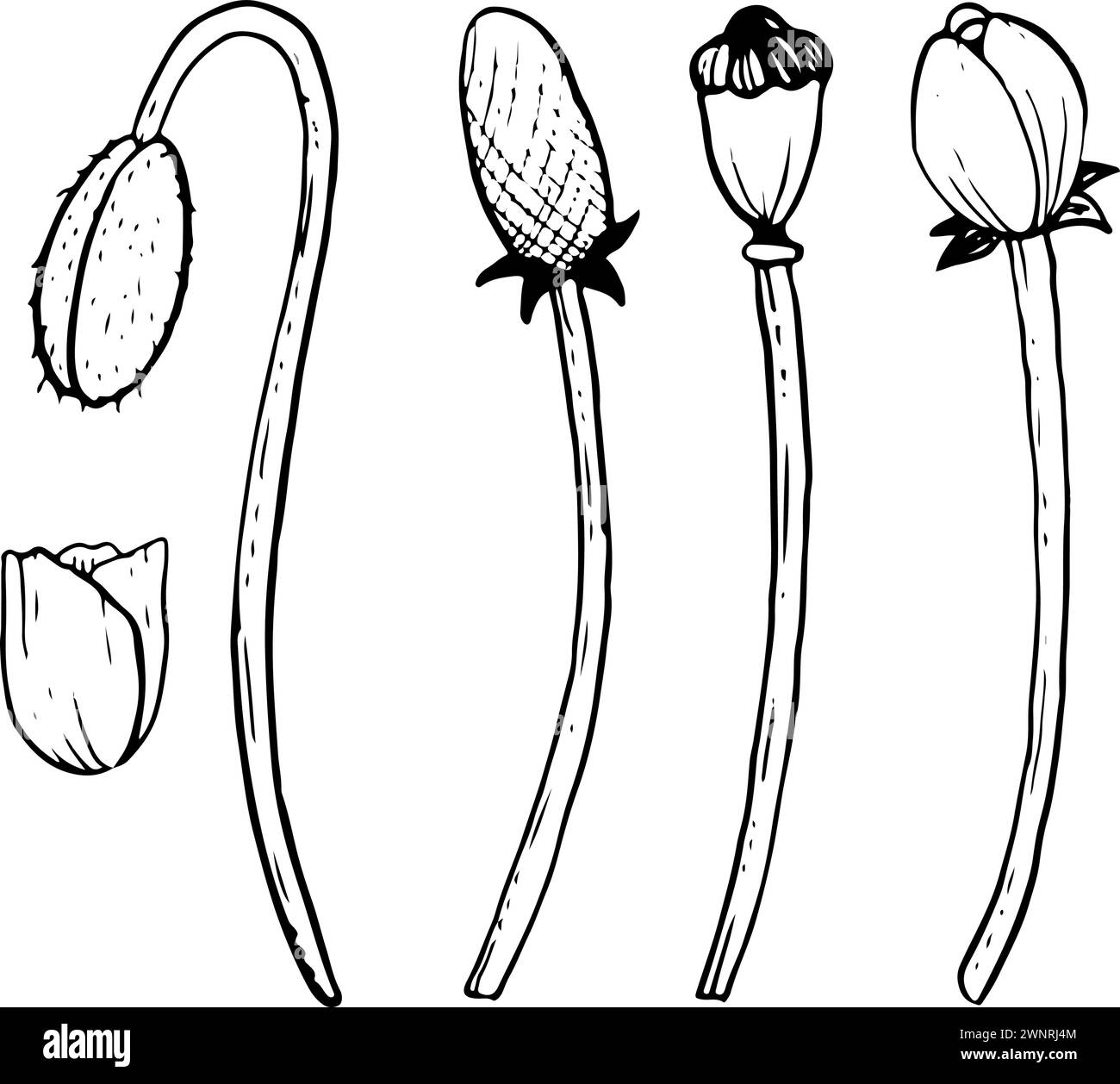 Ensemble d'illustration vectorielle de boeuf et de tiges de pavot, de feuilles et de graines. Collection Meadow Wildflower pour les modèles de printemps Illustration de Vecteur