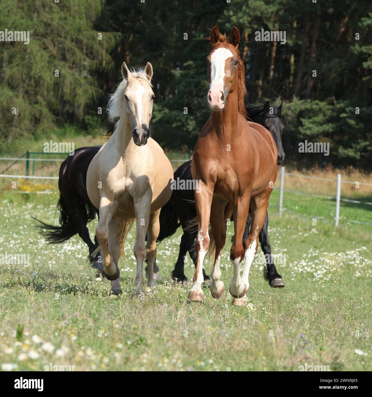 Kinsky et le cheval frison courent ensemble sur le pâturage Banque D'Images
