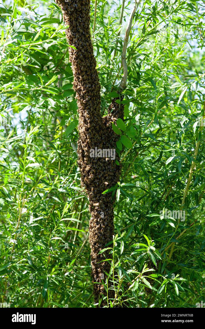 Un essaim d'abeilles a volé hors de la ruche par une chaude journée d'été et a atterri sur un tronc d'arbre. L’apiculteur les a doucement aspergés d’eau de menthe pour les prévenir Banque D'Images