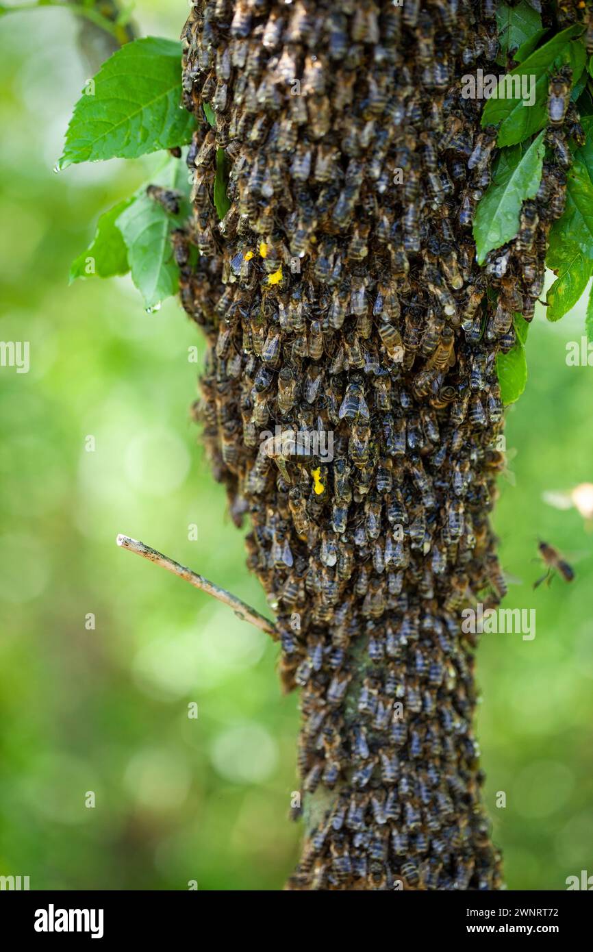 Un essaim d'abeilles a volé hors de la ruche par une chaude journée d'été et a atterri sur un tronc d'arbre. L’apiculteur les a doucement aspergés d’eau de menthe pour les prévenir Banque D'Images