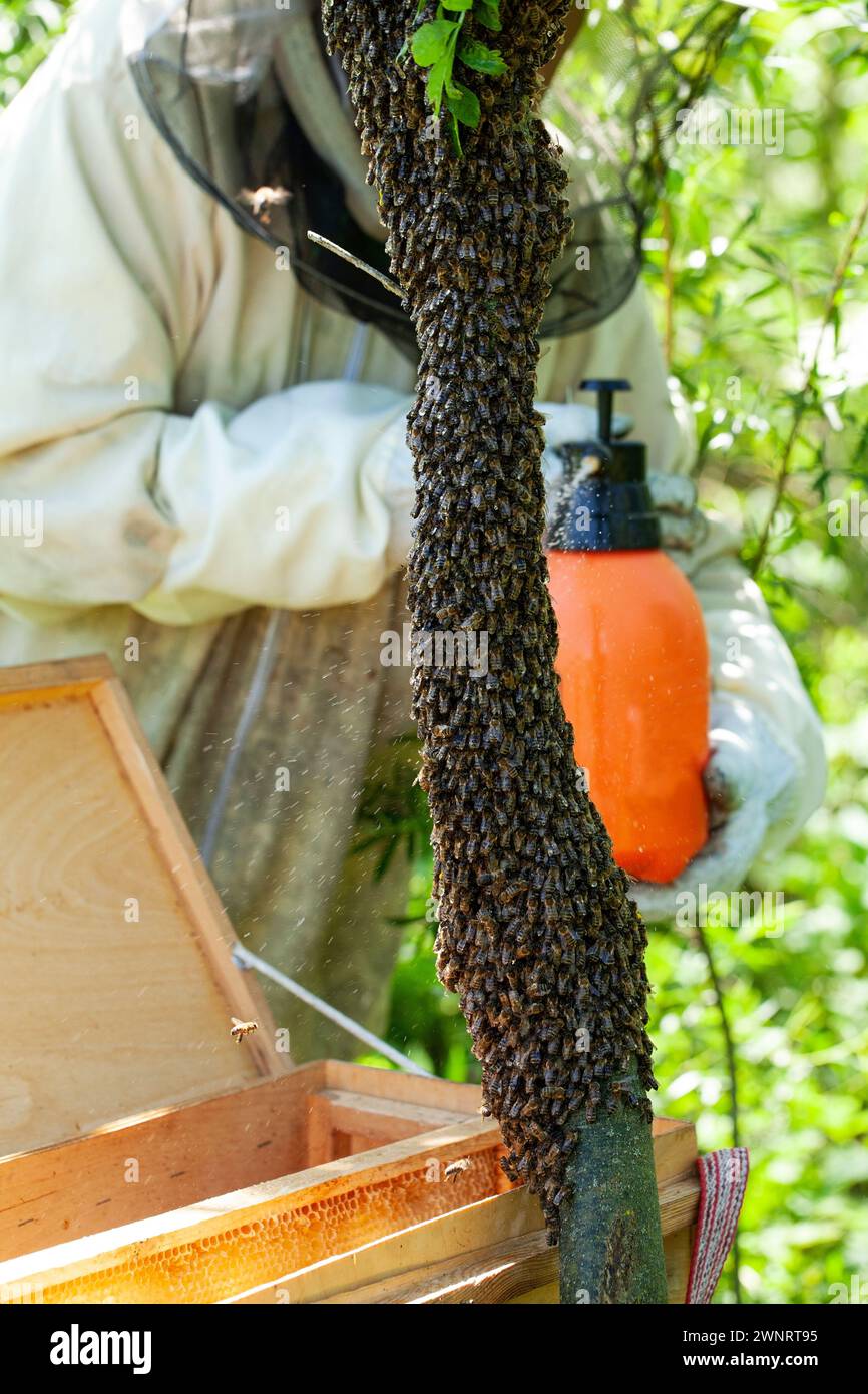 Par une chaude journée d'été, un apiculteur recueille un essaim d'abeilles qui s'est échappé d'une ruche. Il pulvérise soigneusement l'essaim avec de la menthe wather et place le Banque D'Images