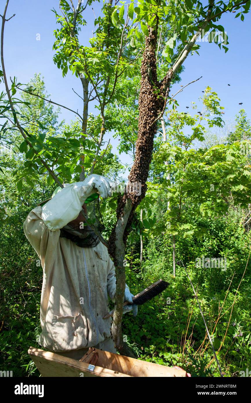 Par une chaude journée d'été, un apiculteur recueille un essaim d'abeilles qui s'est échappé d'une ruche. Il pulvérise soigneusement l'essaim avec de la menthe wather et place le Banque D'Images