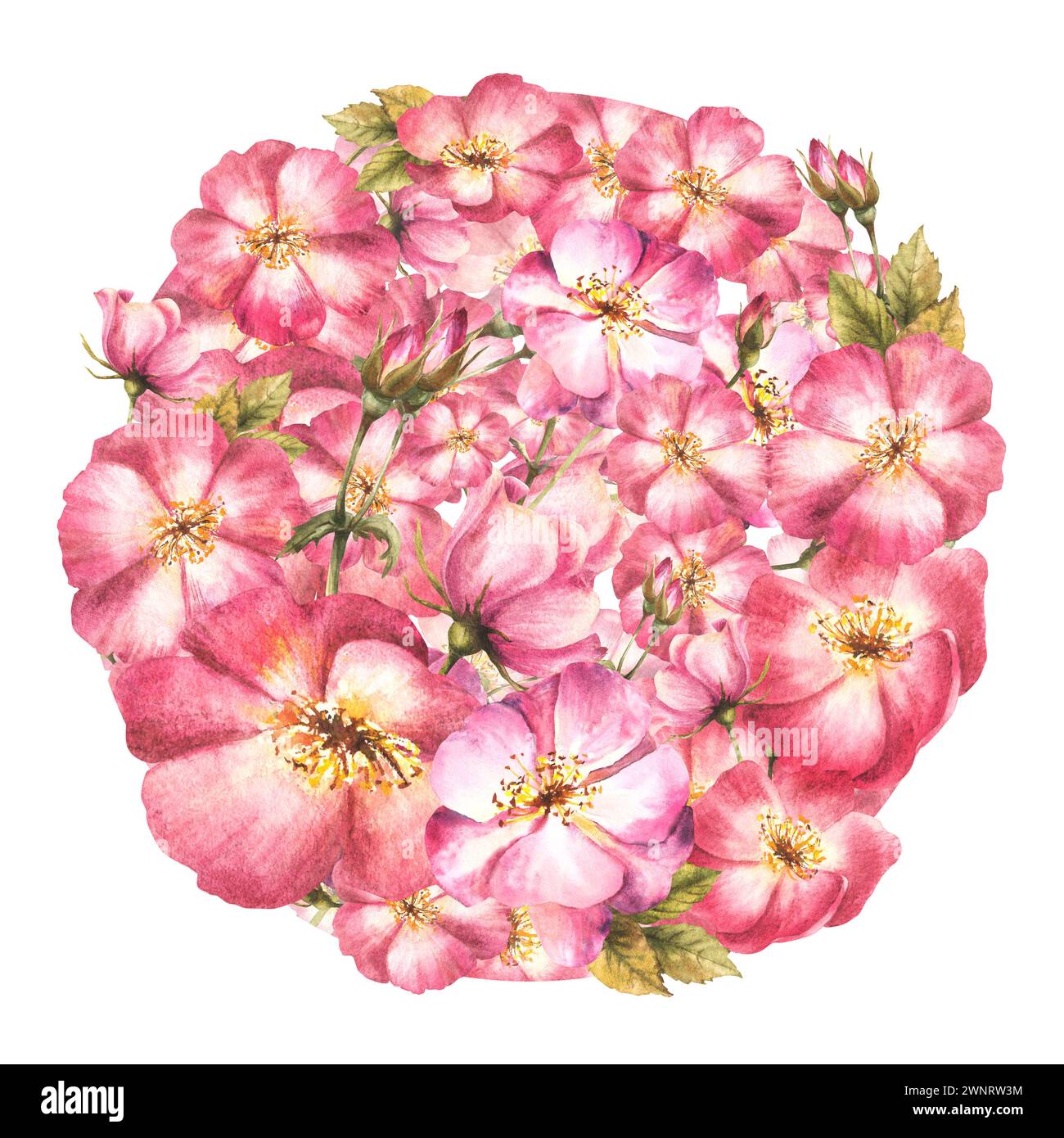 Branche de hanche rose sauvage aquarelle avec fleurs de bourgeons, feuilles, chien ou rose brier dans le clipart botanique de conception ronde pour carte, logo, impression d'étiquette médicale Banque D'Images