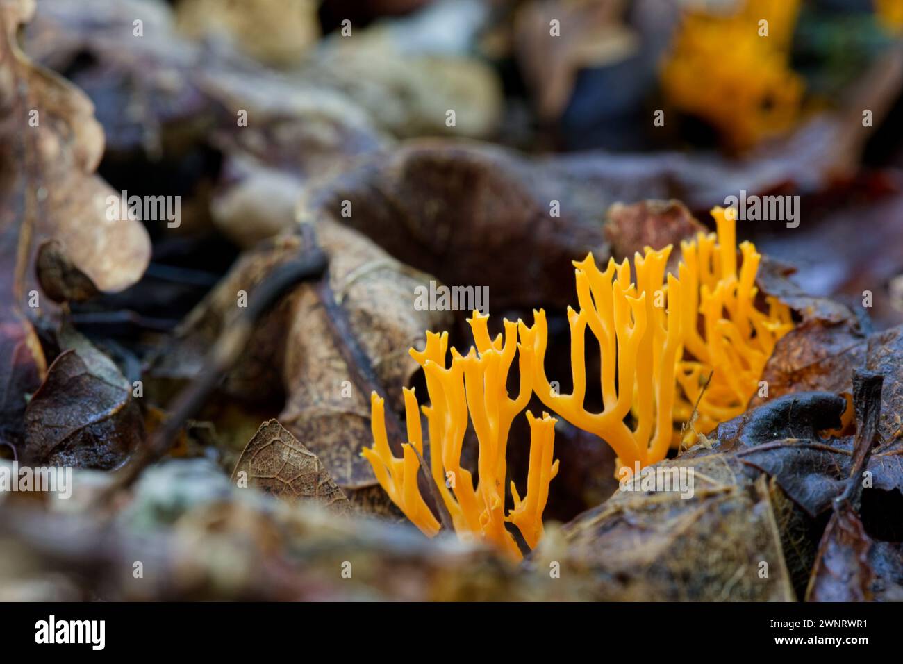 Champignons corail orange (Ramariopsis crocea) Banque D'Images