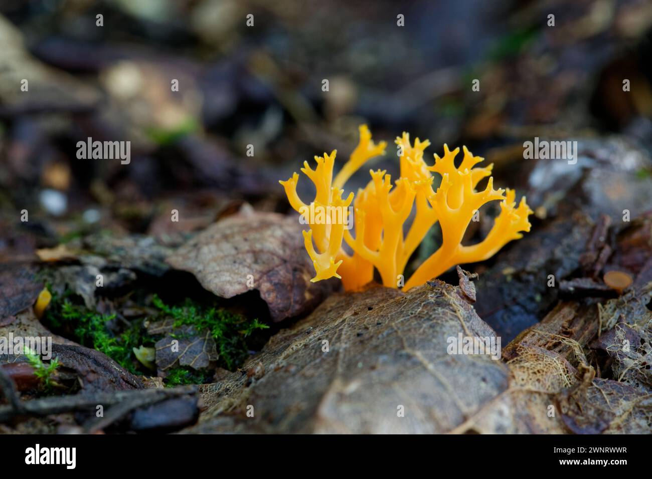 Champignons corail orange (Ramariopsis crocea) Banque D'Images