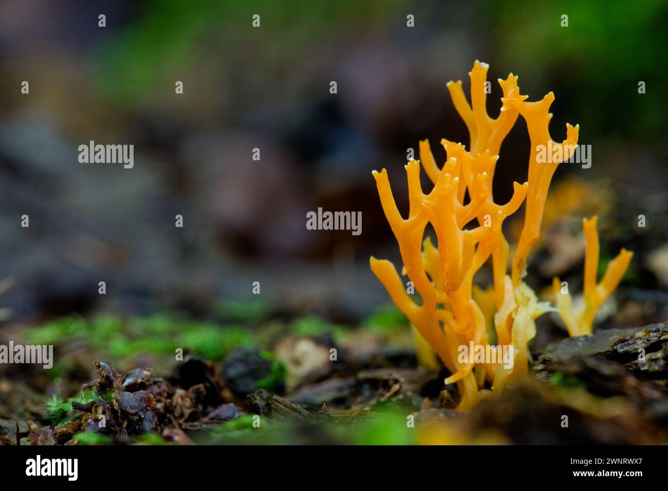 Champignons corail orange (Ramariopsis crocea) Banque D'Images