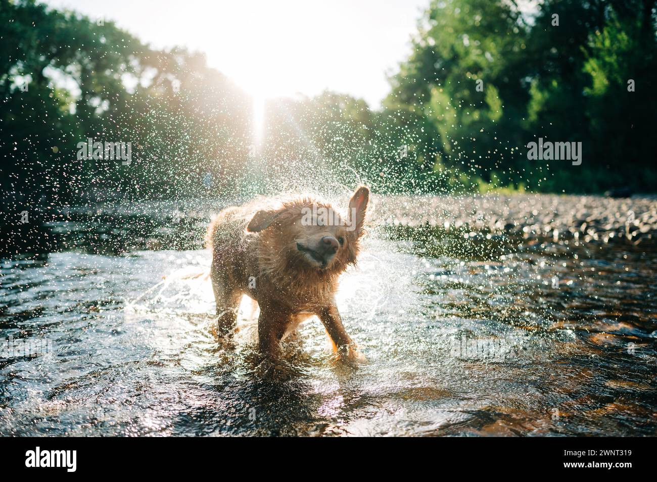 Chien jouant dans la rivière en été Banque D'Images