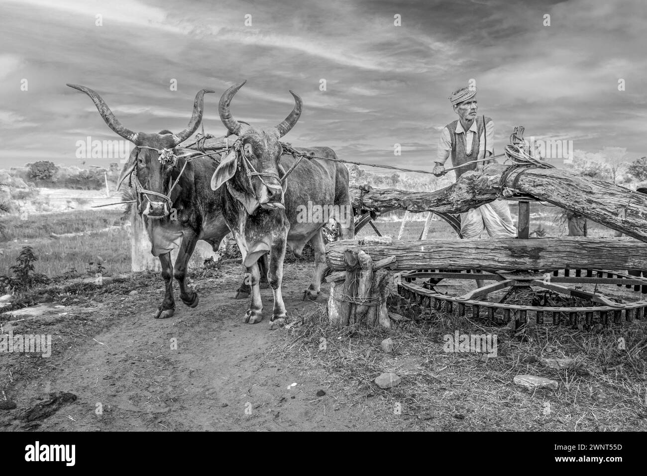Ranakpur, Inde - 15 février 2024 : fontaine conduite par boeuf en Inde, Rajasthan pour l'irrigation de l'eau dans les champs. Banque D'Images