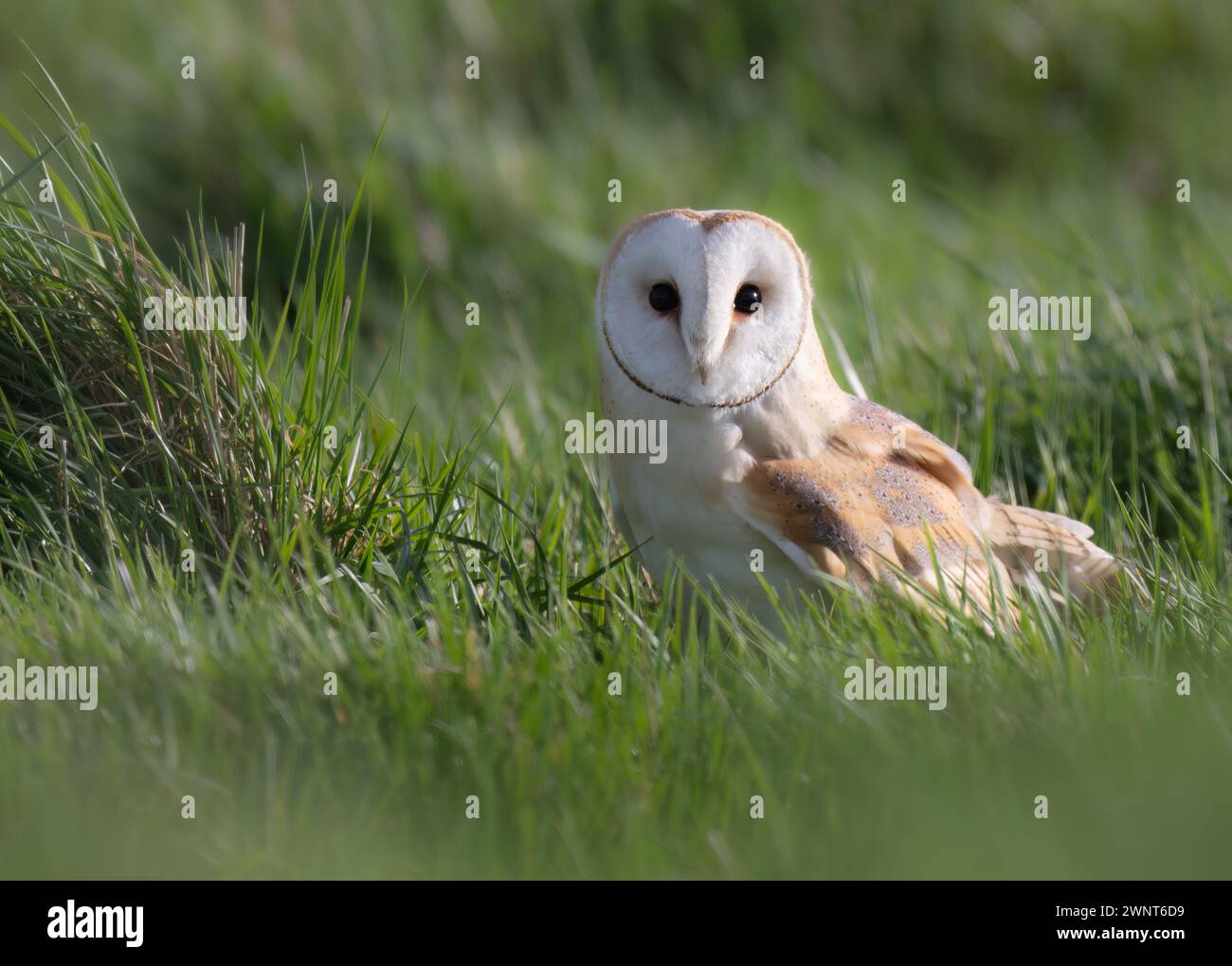 Une chouette sauvage (Tyto alba) sur le sol avec une proie, Norfolk Banque D'Images