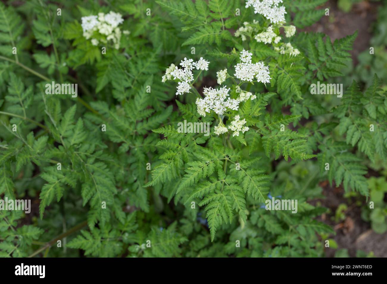 Süßdolde, Echte Süßdolde, Myrrhenkerbel, Süß-Dolde, Myrrhen-Kerbel, Süssdolde, Myrrhis odorata, Scandix odorata, cicely, Sweet cicely, Sweet-Cicely, m Banque D'Images