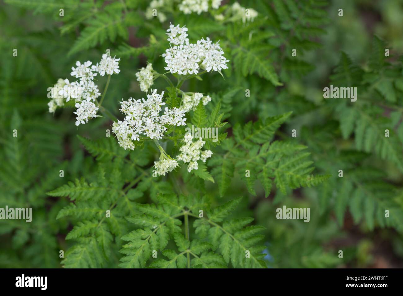 Süßdolde, Echte Süßdolde, Myrrhenkerbel, Süß-Dolde, Myrrhen-Kerbel, Süssdolde, Myrrhis odorata, Scandix odorata, cicely, Sweet cicely, Sweet-Cicely, m Banque D'Images