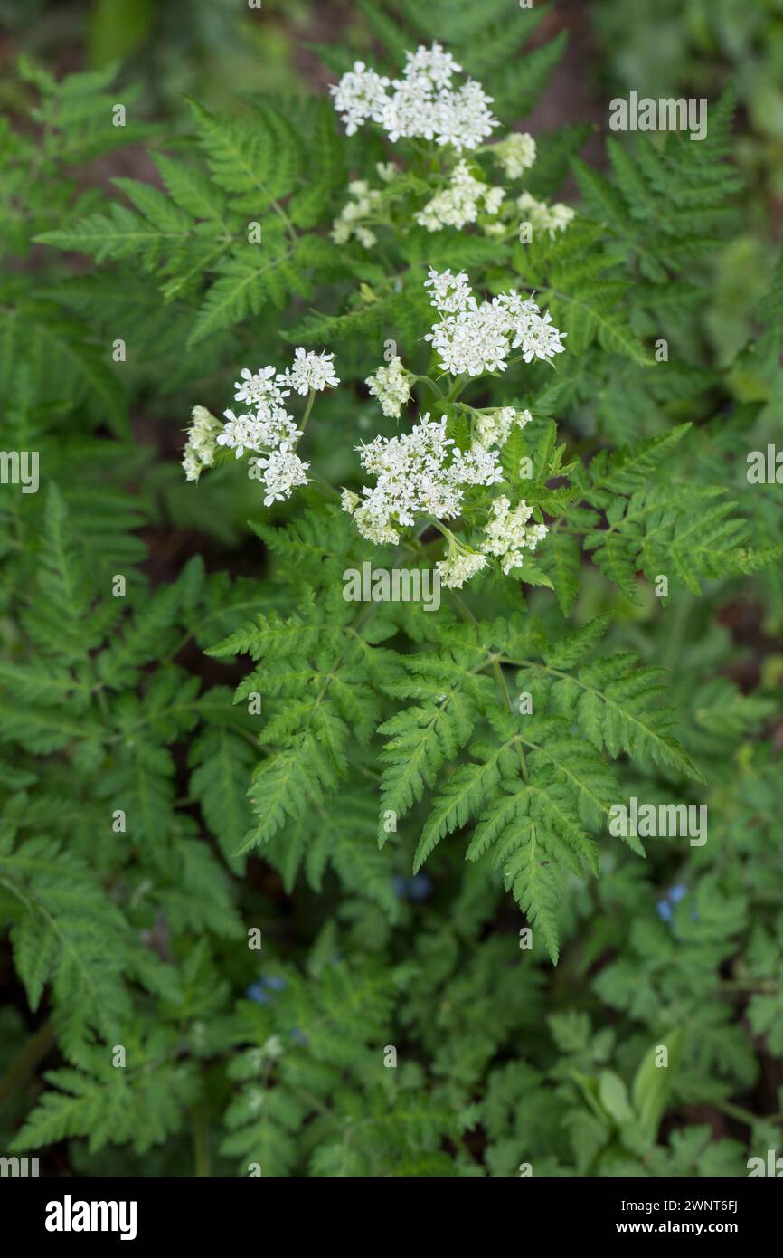 Süßdolde, Echte Süßdolde, Myrrhenkerbel, Süß-Dolde, Myrrhen-Kerbel, Süssdolde, Myrrhis odorata, Scandix odorata, cicely, Sweet cicely, Sweet-Cicely, m Banque D'Images
