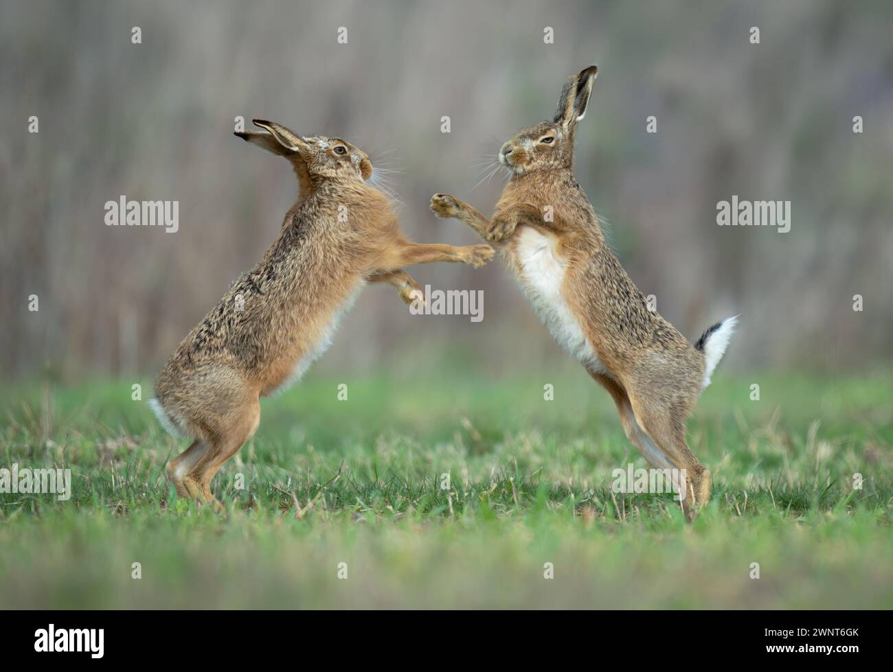 Une paire de lièvres brunes (Lepus europaeus) boxant sur des terres agricoles de l'est de l'Angleterre Banque D'Images