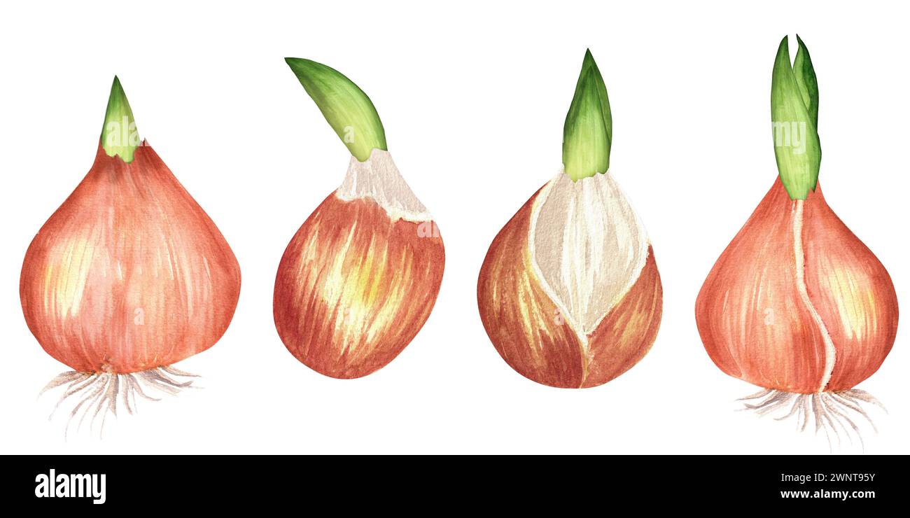 Illustration d'aquarelle dessinée à la main. Bulbes de fleurs pour tous les projets décoratifs comme la conception d'impression, scrapbooking et autres. Banque D'Images