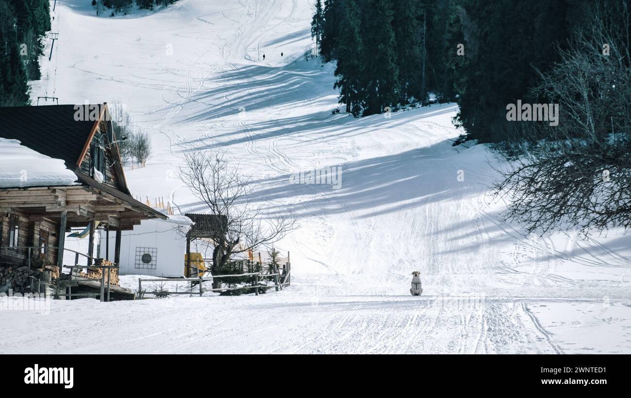 chien blanc dans la vallée de montagne. Chien sauveteur dans la neige des montagnes enneigées télécharger Banque D'Images
