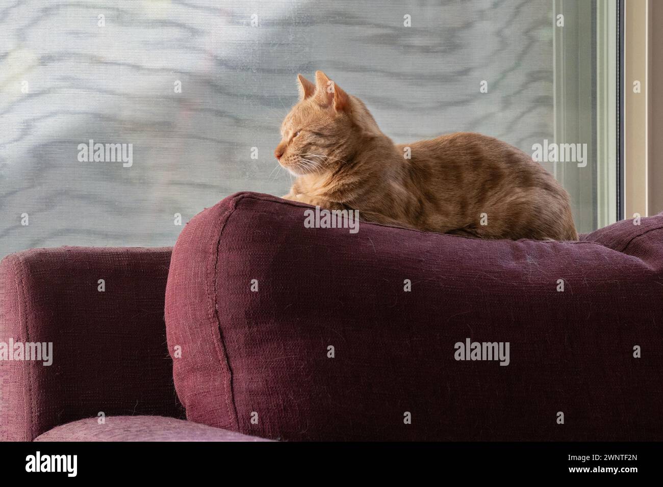 Un chat tabby au gingembre, se prélassant au soleil, sur le dossier d'un canapé cramoisi, recouvert de sa fourrure versée. Banque D'Images