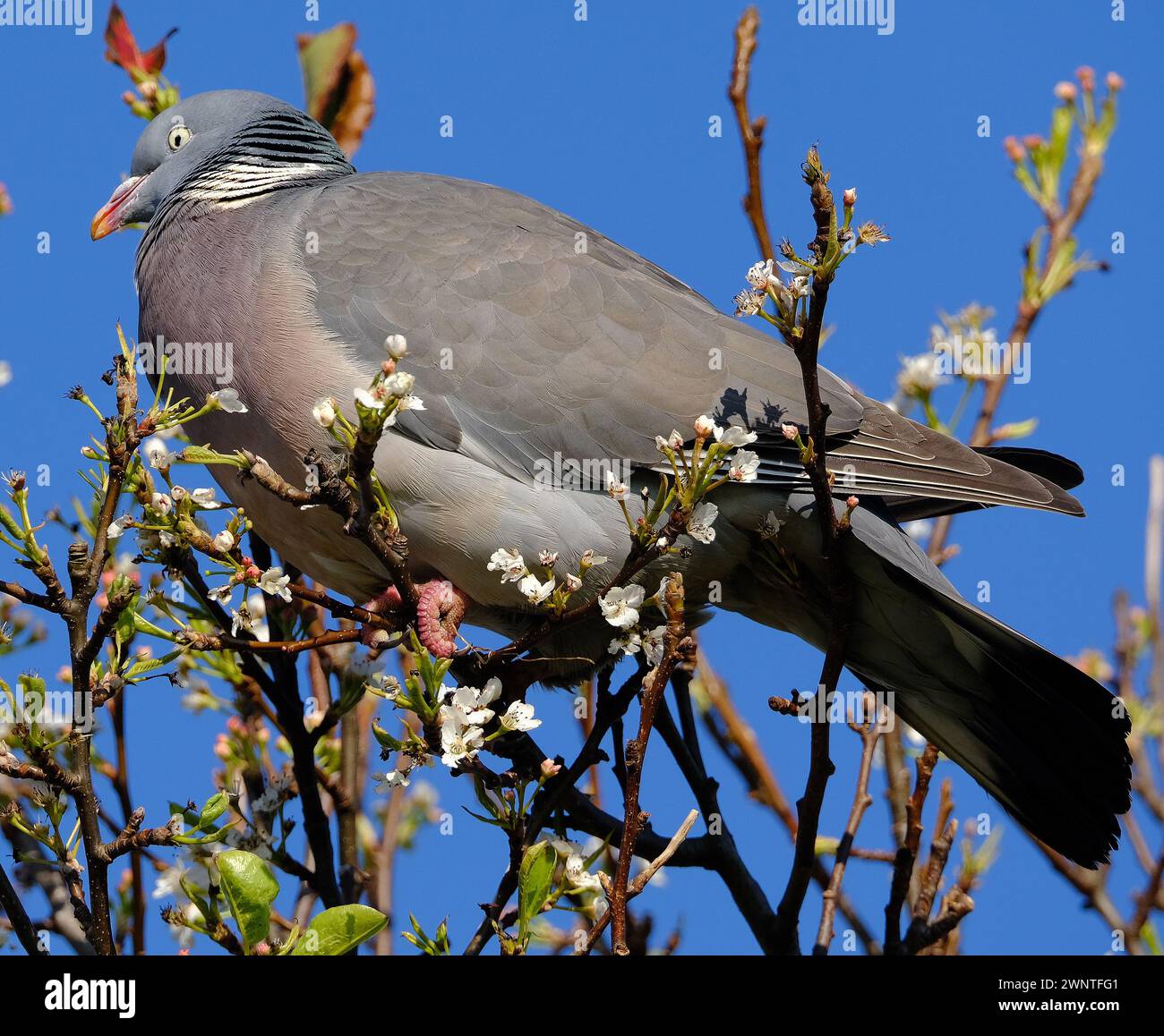 Le pigeon des bois commun, également connu sous le nom de simplement pigeon des bois, est une grande espèce de la famille des colombes et des pigeons, originaire du Paléarctique occidental. Banque D'Images