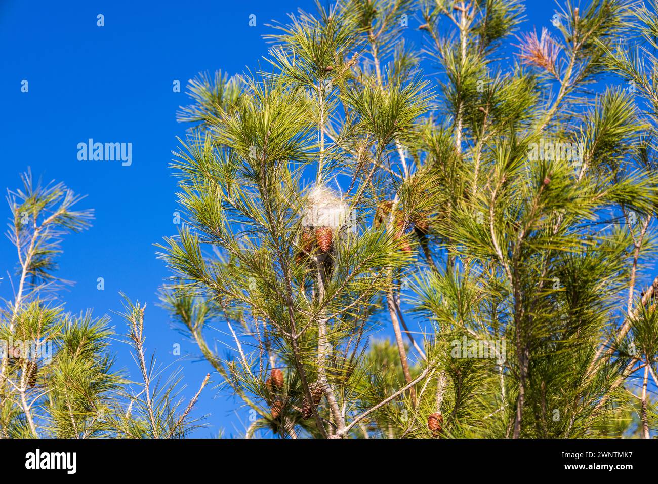 Thaumetopoea pityocampa pin processionnaire nid de chenilles dans un Pinus halepensis Alep PIN Banque D'Images