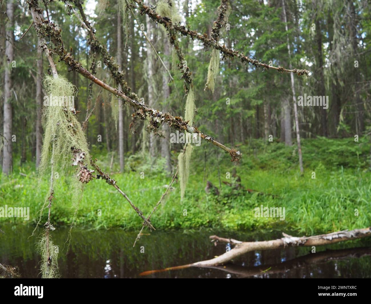 Biome de la taïga dominé par les forêts de conifères. Épicéa Picea, conifères à feuilles persistantes de la famille des pins Pinaceae. Russie, Carélie. Rivière forestière Banque D'Images