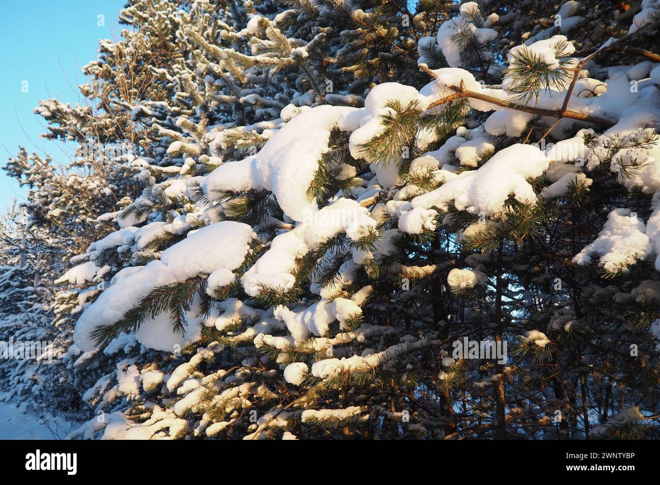 Forêt de pins en hiver pendant la journée en cas de gel sévère, Carélie. Neige sur les branches de conifères. Anticyclone par temps ensoleillé givré. Pinus pin sylvestre Banque D'Images