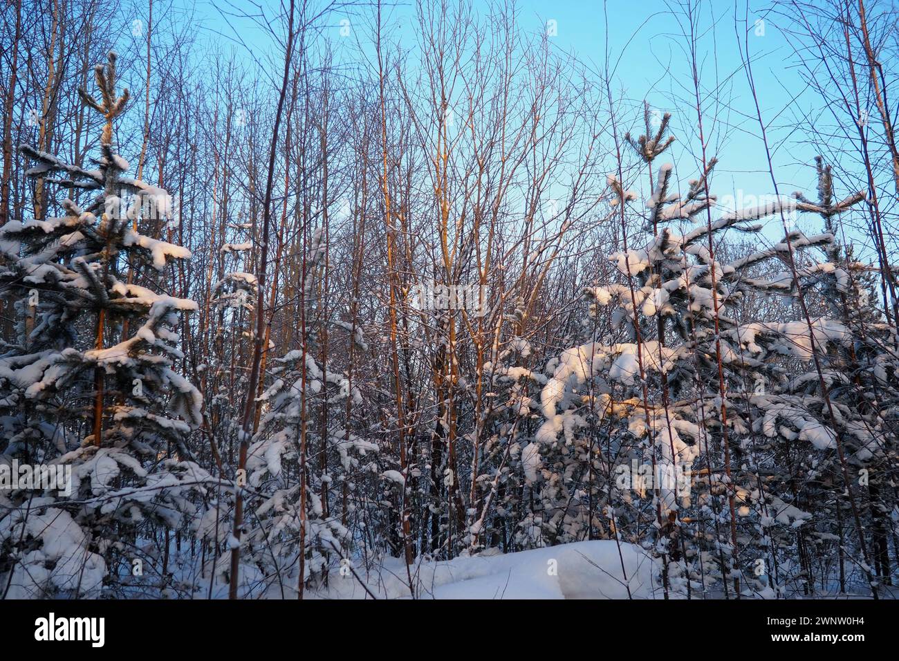 Forêt de pins en hiver pendant la journée en cas de gel sévère, Carélie. Neige sur les branches de conifères. Anticyclone par temps ensoleillé givré. Pinus pin sylvestre Banque D'Images