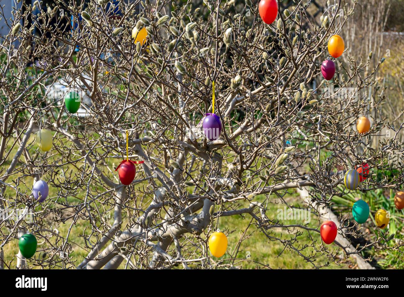 Arbre dans le jardin avec des œufs de Pâques colorés Banque D'Images