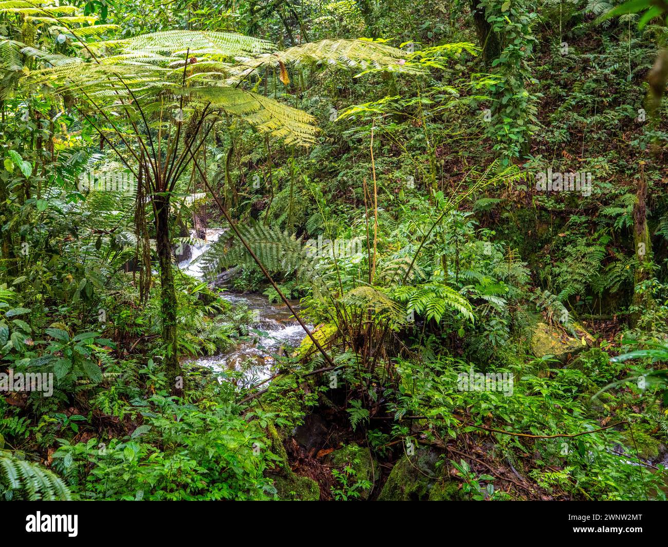 Ruisseau dans la forêt tropicale dans le parc national de Bwindi. Lianes au premier plan. Banque D'Images