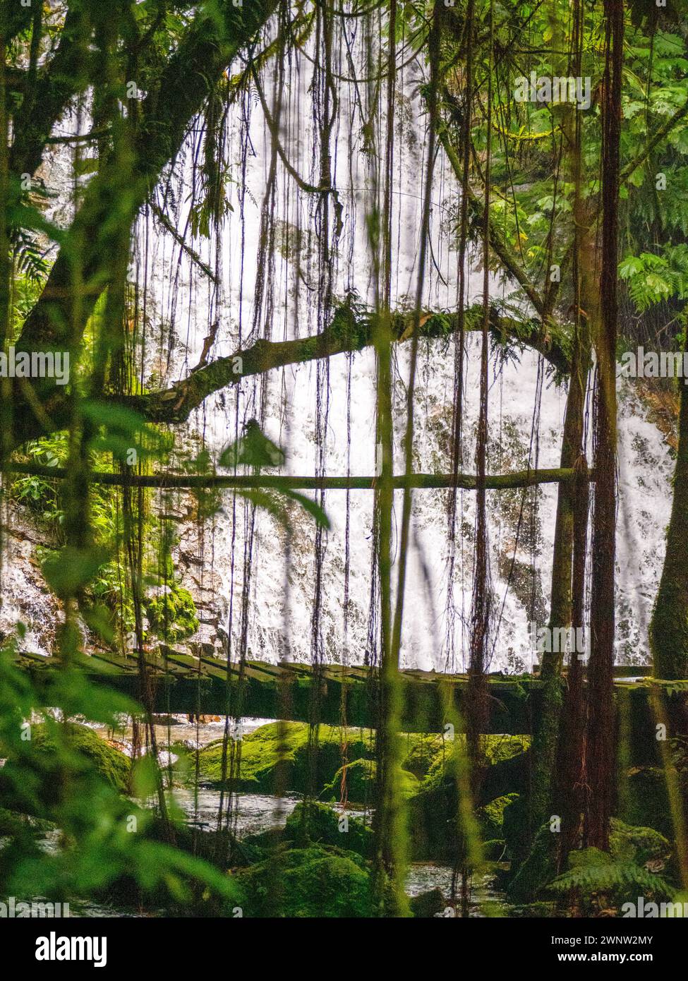 Parc national impénétrable de Bwindi, Ouganda. Banque D'Images