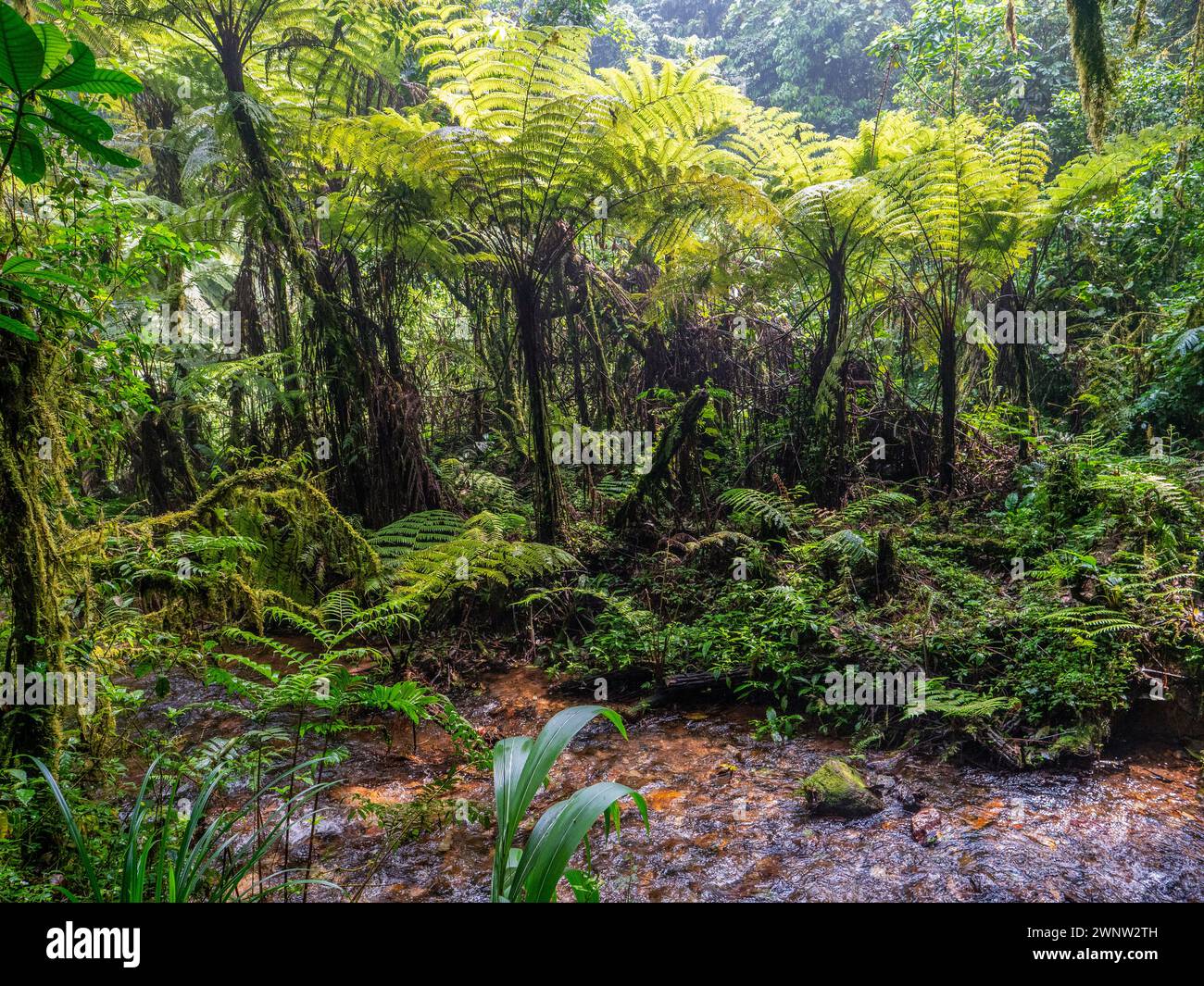 Ruisseau dans la forêt tropicale dans le parc national de Bwindi. Lianes au premier plan. Banque D'Images