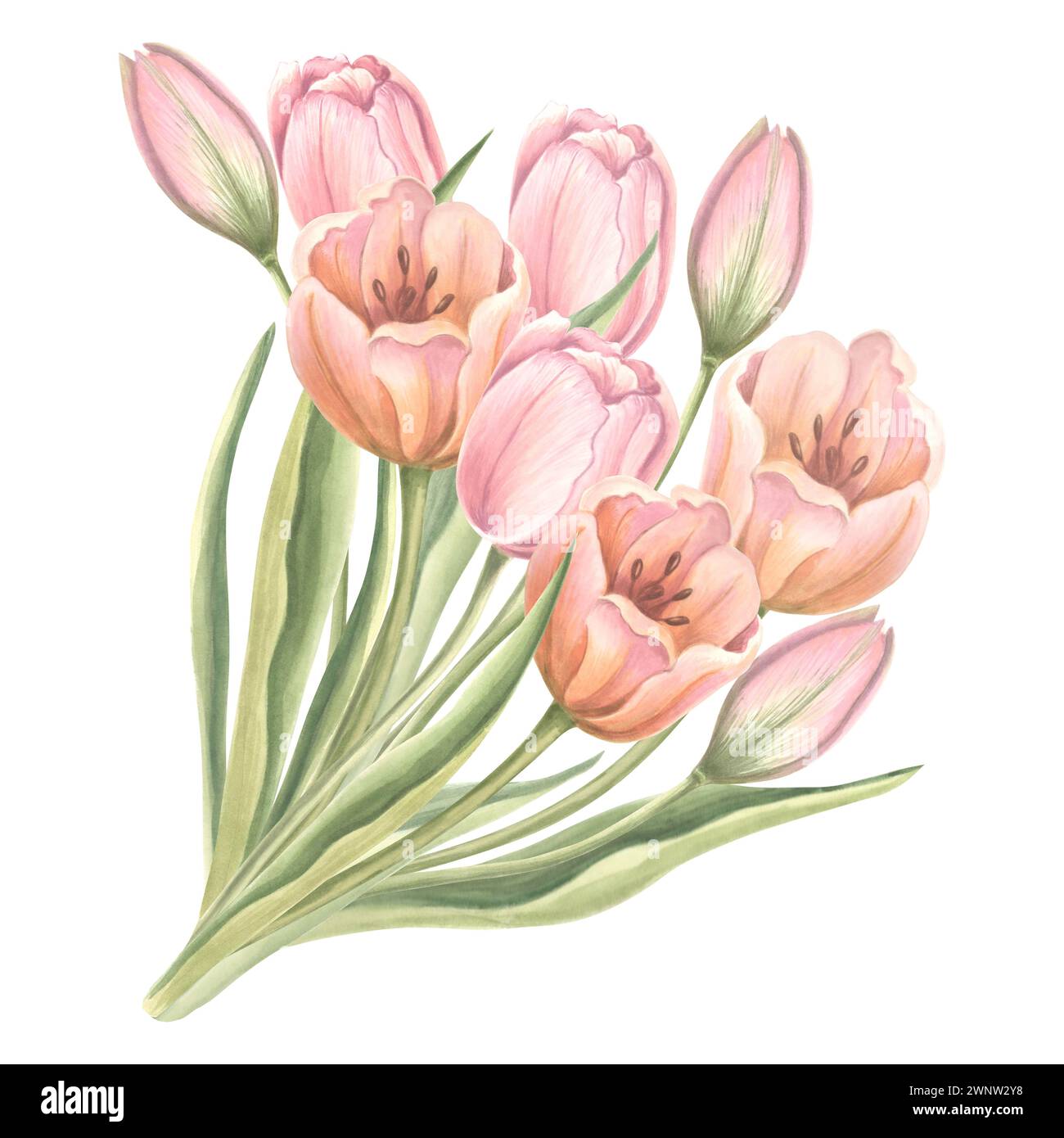 Bouquet de fleurs de tulipes avec des feuilles. Isolé illustration d'aquarelle dessinée à la main jardin fleur de printemps. Modèle de dessin floral pour carte de mères d Banque D'Images