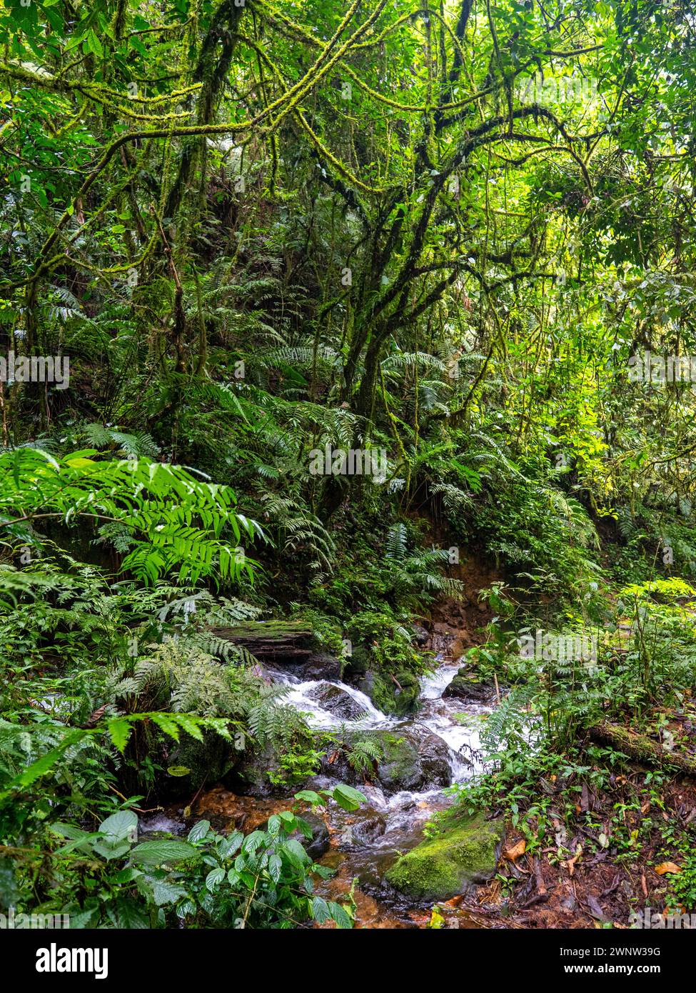 Forêt tropicale dans le parc national impénétrable de Bwindi, Ouganda. Banque D'Images