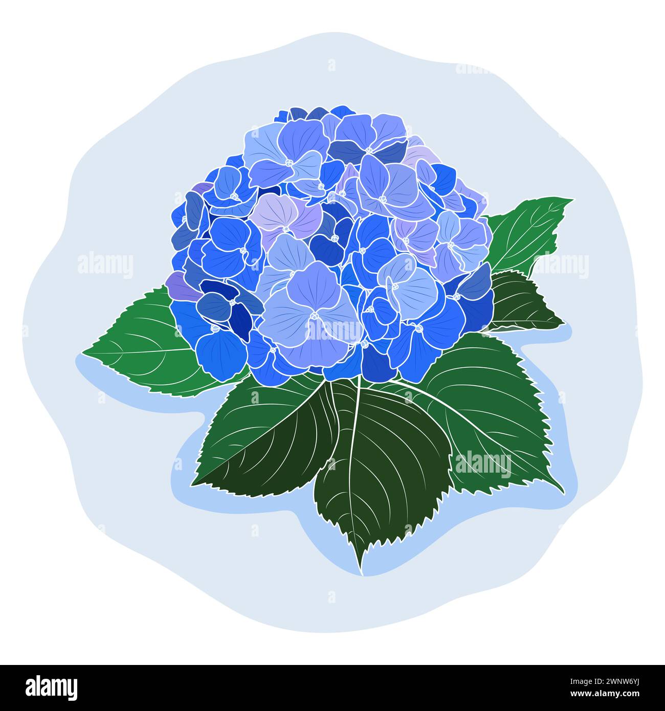 Fleur d'hortensia bleue fleurie, illustration vectorielle botanique. Beau contour doux d'hortensia. Illustration de Vecteur