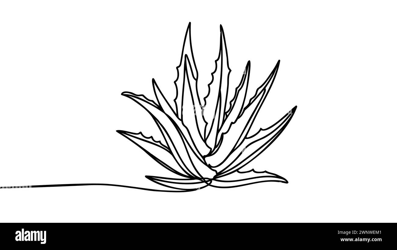 Un dessin simple ligne d'aloe vera vert biologique sain pour l'identité du logo de la ferme. Concept de plante succulente tropicale fraîche pour icône agricole. Moder Illustration de Vecteur