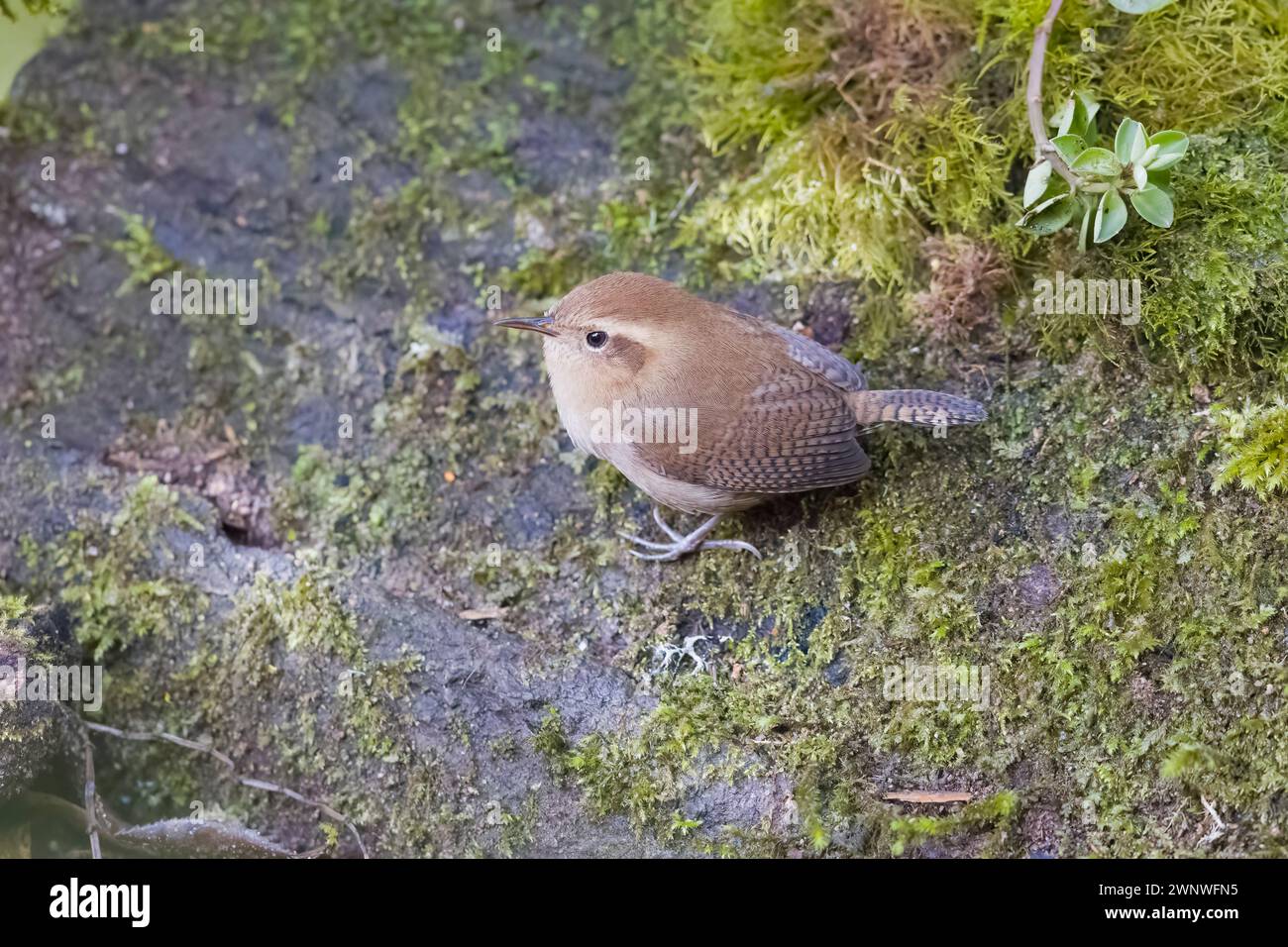 Mountain Wren en Colombie Amérique du Sud Banque D'Images