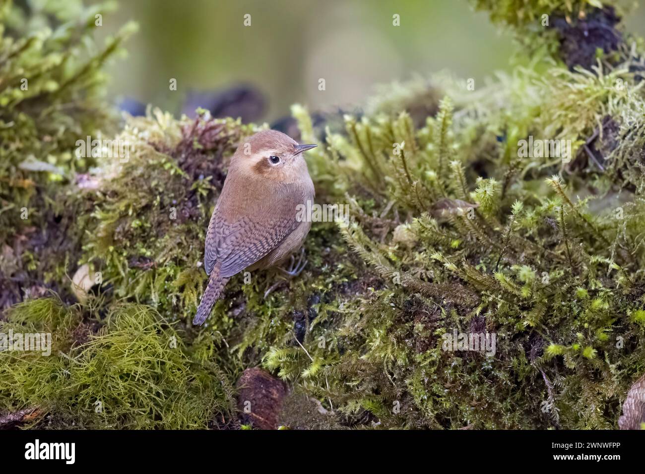 Mountain Wren en Colombie Amérique du Sud Banque D'Images