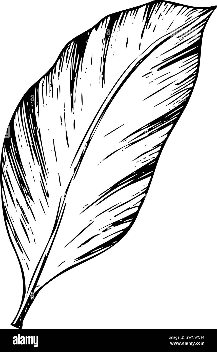 Illustration de feuille de vecteur tropical sur fond isolé. Bel élément exotique linéaire peint à la main botanique. Pour les designers, décoration spa, postc Illustration de Vecteur