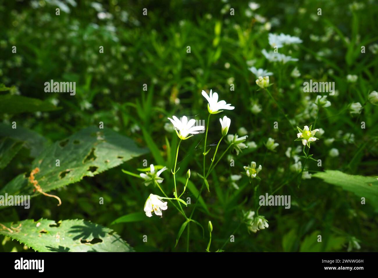 Starflower Stellaria est un genre de plantes à fleurs de la famille des œillets. Plante de pois en bois. Fleurs blanches dans la forêt. Fruska Gora, Serbie Banque D'Images