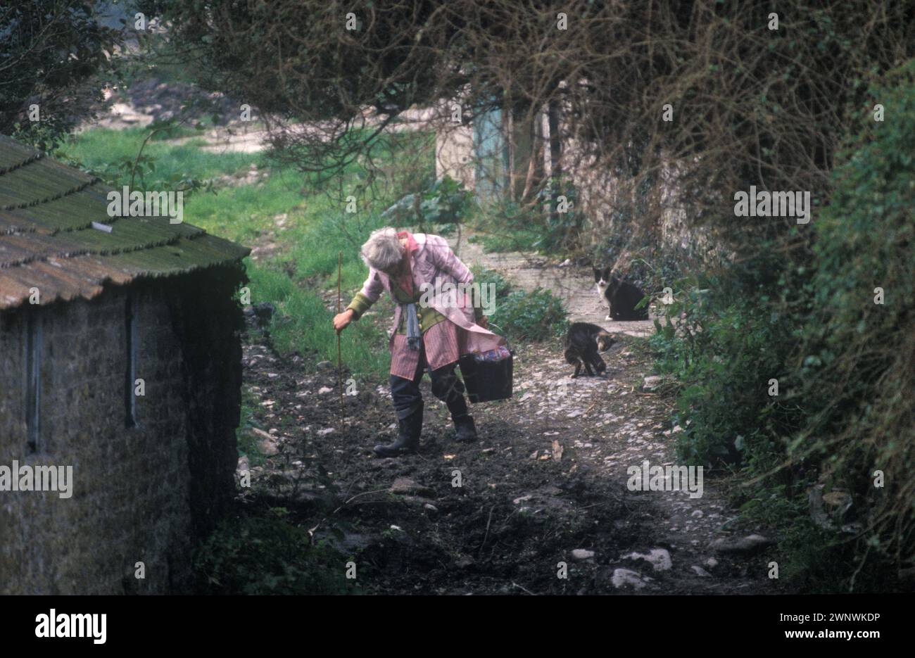 Helen Parfitt nourrit les chats. Manoir Spargrove, Batcombe, Somerset. 1988 1980s Royaume-Uni. Le Manoir délabré a été occupé par les sœurs reclus de la famille Parfitt qui vivaient dans la pauvreté tout en essayant toujours d'entretenir leur ferme. Le Manoir était dans leur famille depuis plus de deux cents ans. HOMER SYKES Banque D'Images