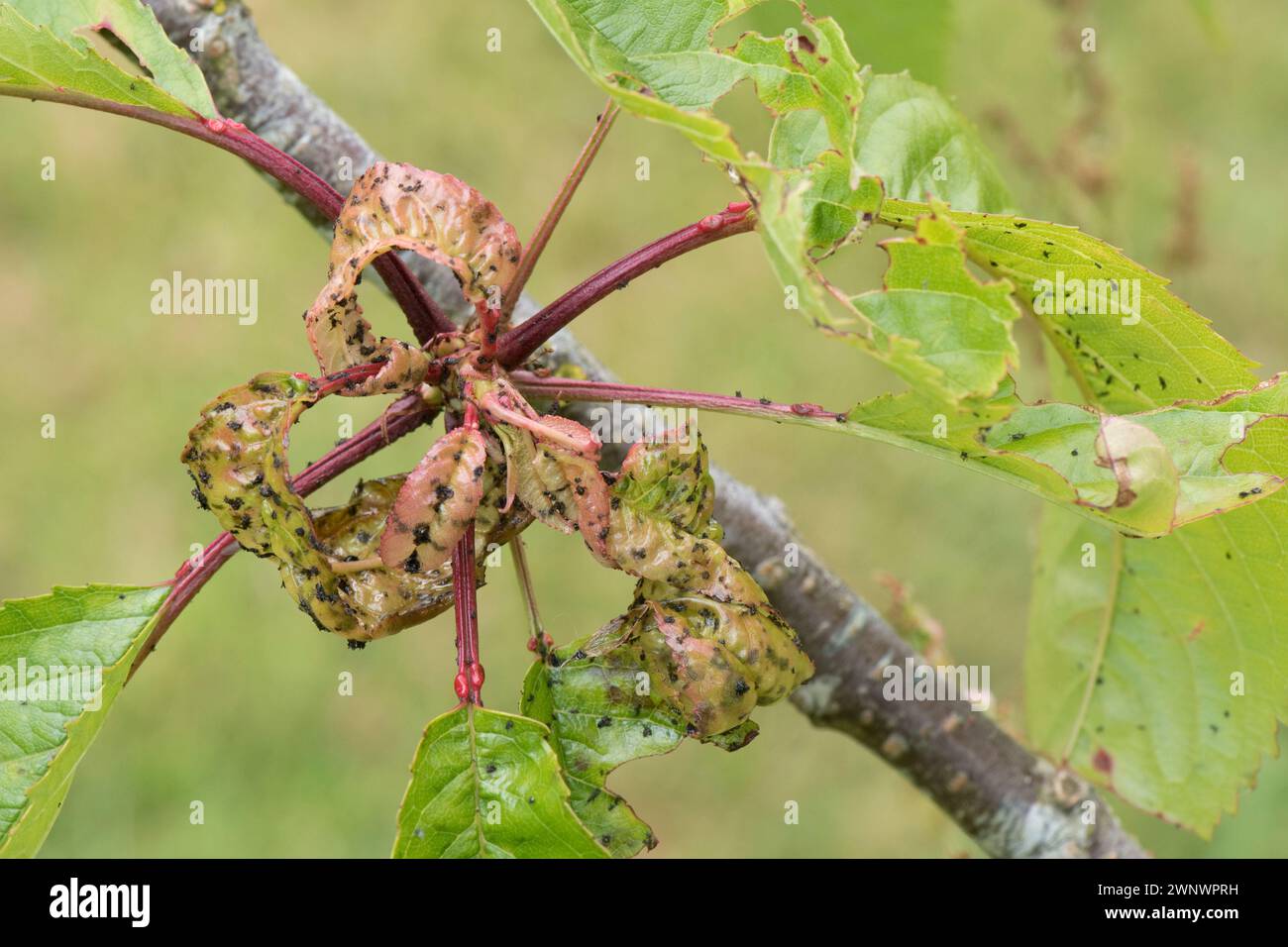 Colonie de pucerons noirs (Myzus cerasi) causant une distorsion aux jeunes feuilles d'un cerisier (Prunus avium), Berkshire, juin Banque D'Images