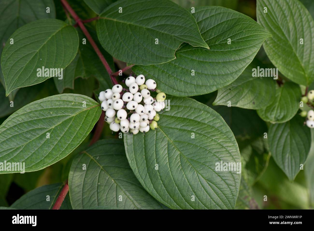 Cornus alba 'Sibirica', cornouiller à écorce rouge avec de grandes feuilles ovales vertes et des fruits blancs comme neige ou des baies au début de l'automne, Berkshire, septembre Banque D'Images