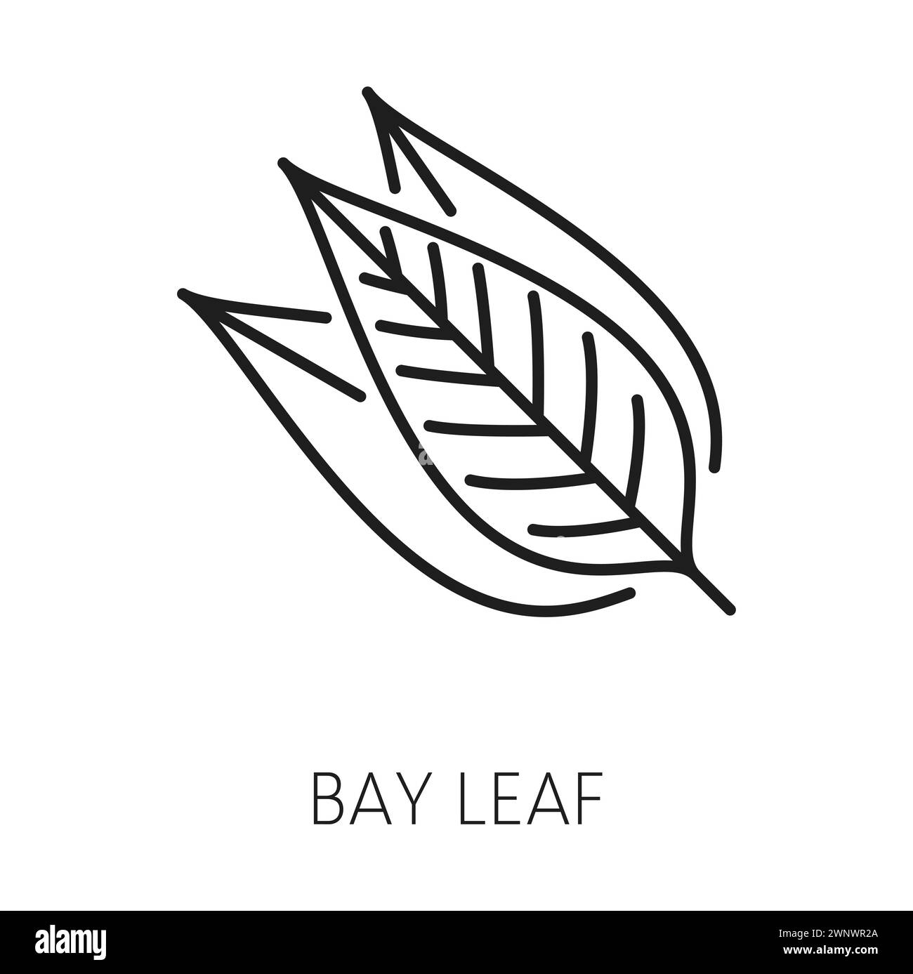 Feuille de baie herbe de cuisine, icône de contour de feuilles de laurier. Vecteur sec bayleaf, bouquet de feuilles de laurier, plante médicinale laurus, herbe de cuisson Illustration de Vecteur