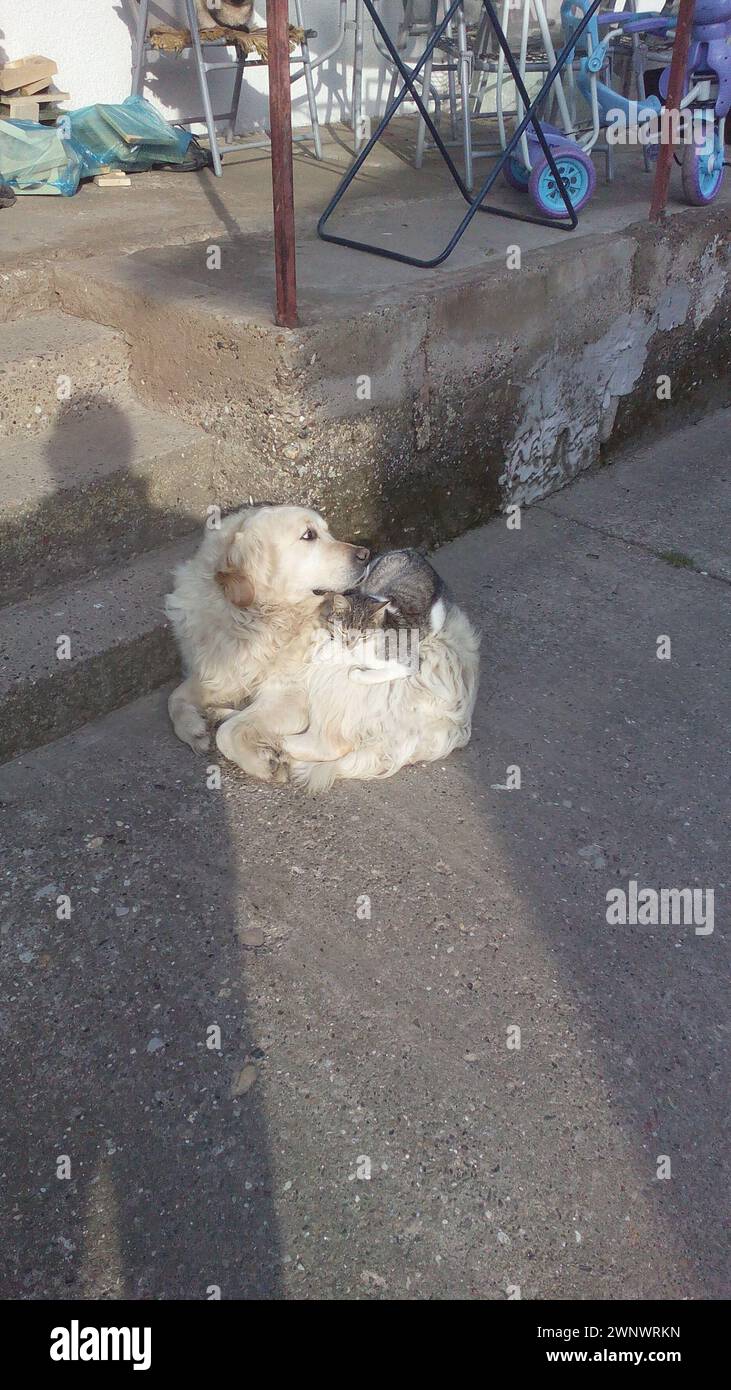 Un chat et un chien se réchauffent mutuellement sur l'asphalte de la rue. Le chat grimpa sur le chien et se recroqua. Une scène dans la rue. Le problème des sans-abri Banque D'Images