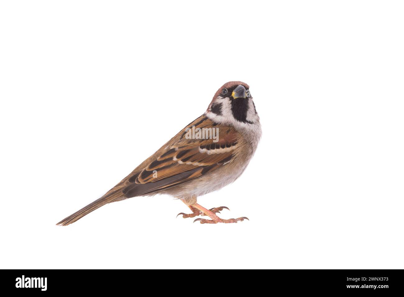sparrow isolé sur un fond blanc Banque D'Images