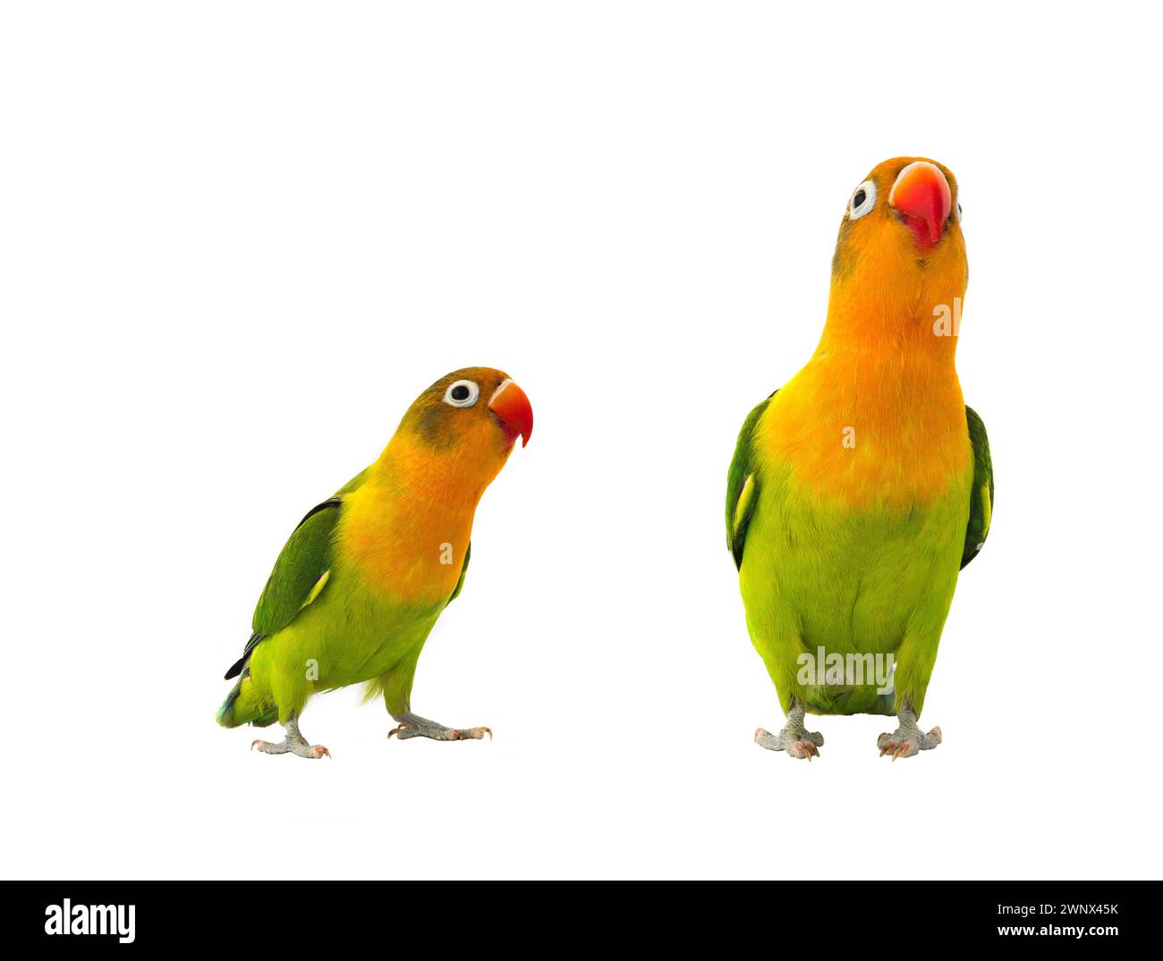 perroquet fischeri lovebird sur un fond blanc Banque D'Images