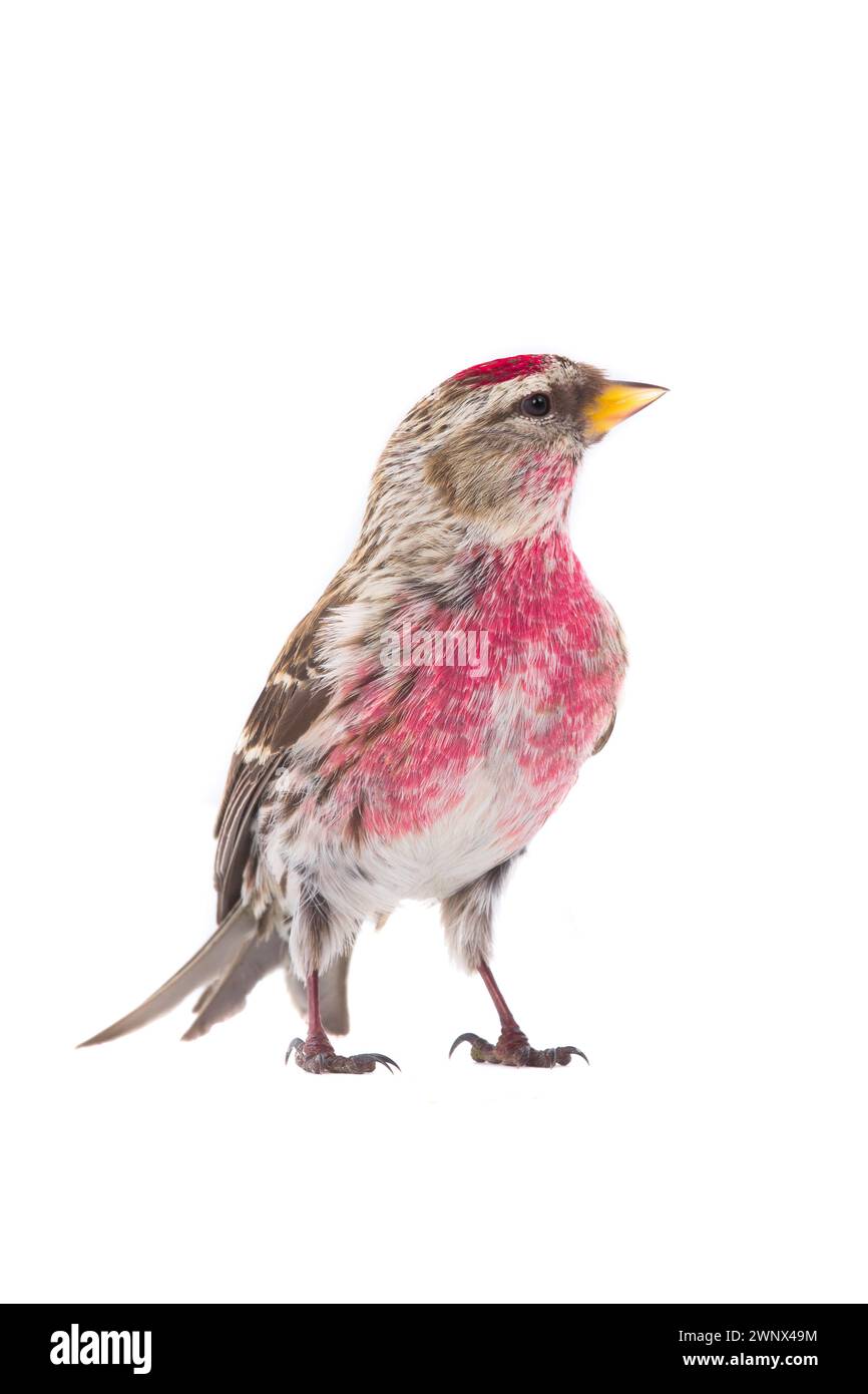 Mâle Redpoll commun (Acanthis flammea) isolé sur fond blanc Banque D'Images