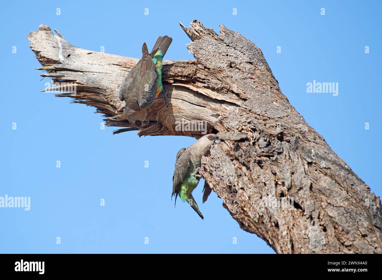 Perroquet africain à ventre orangé (Poicephalus rufiventris), couple étudiant le site potentiel de nidification dans un arbre mort Banque D'Images