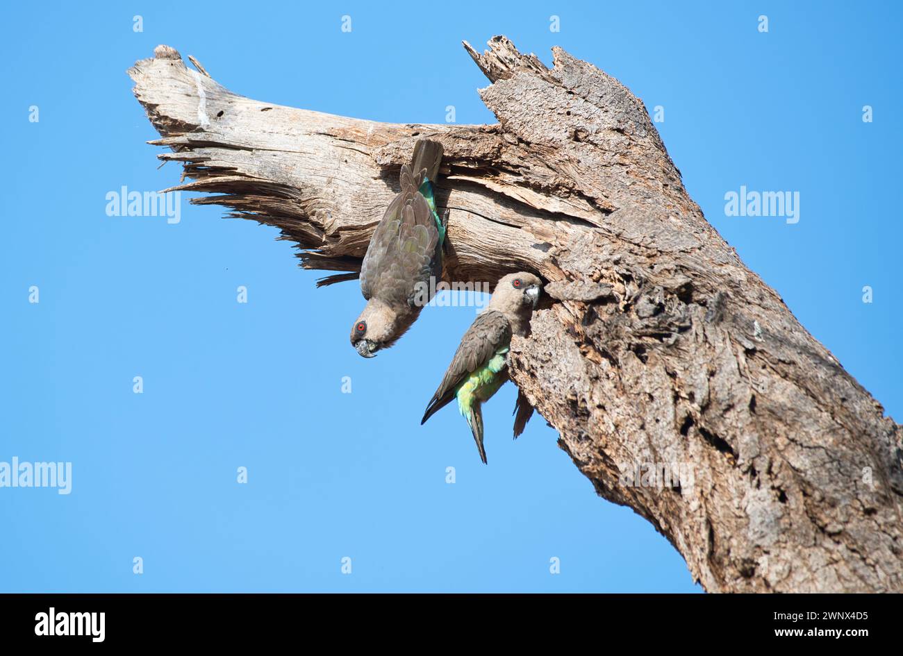 Perroquet africain à ventre orangé (Poicephalus rufiventris), couple étudiant le site potentiel de nidification dans un arbre mort Banque D'Images